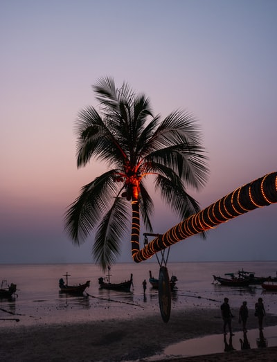 日落时海滩上的棕榈树